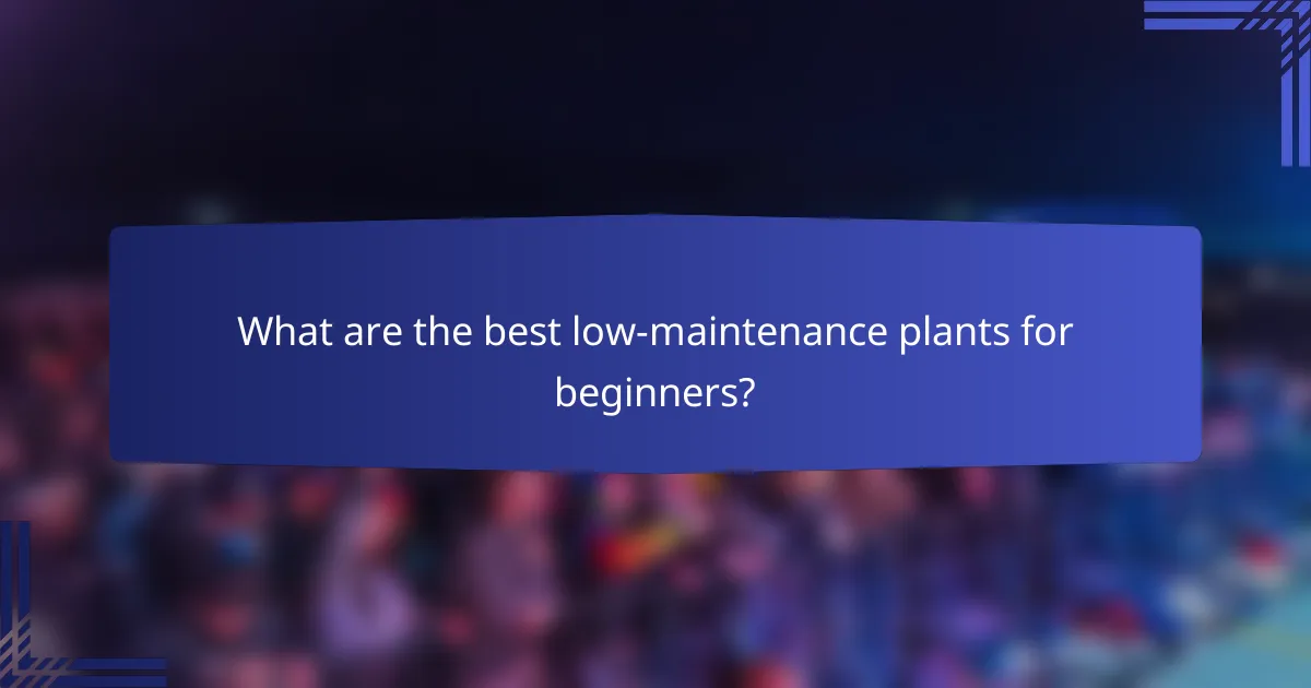What are the best low-maintenance plants for beginners?